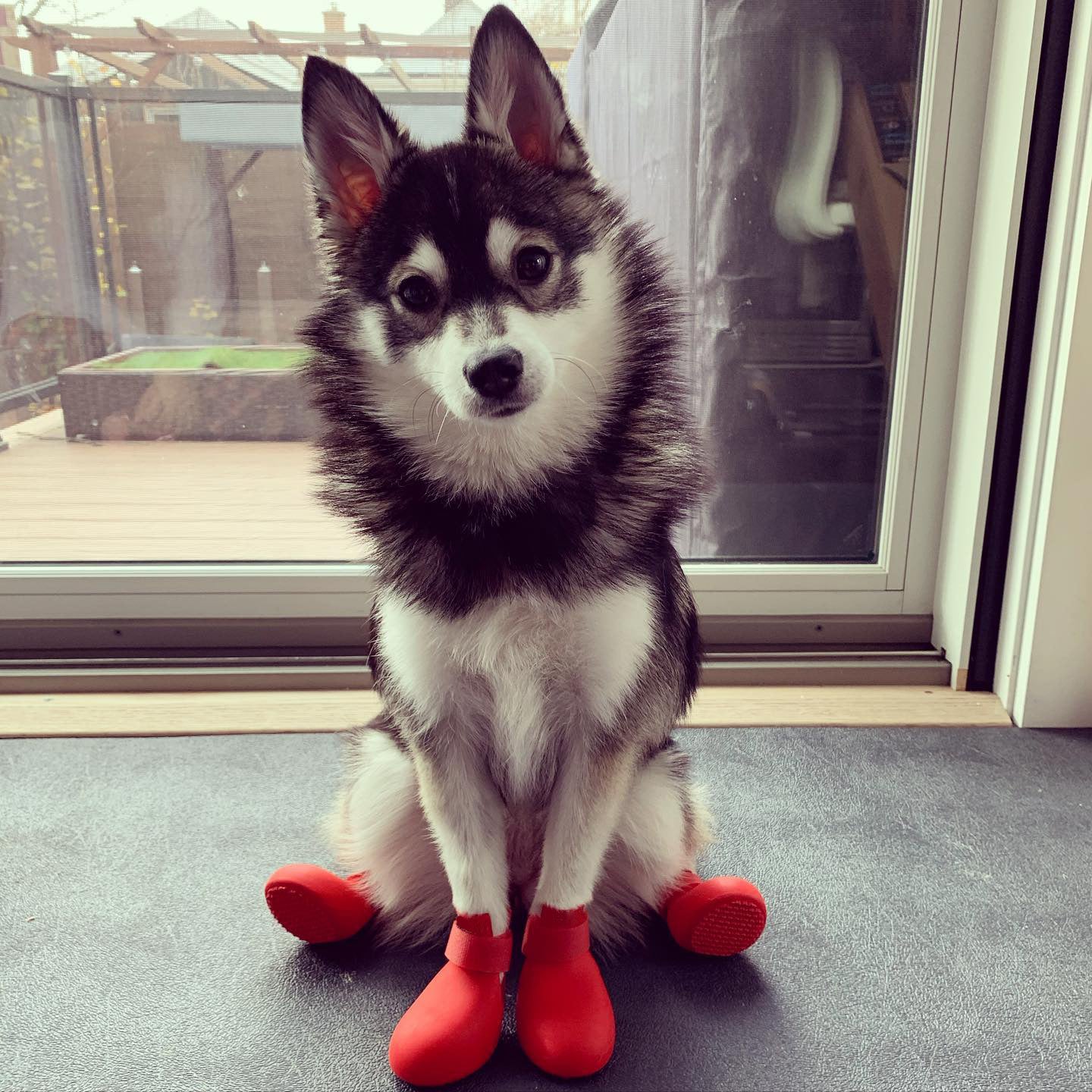 FurEase™ Waterproof Dog Rain Boots & Summer Shoes - Hot Pavement Paw Protection